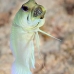 jawfish_yellowhead_dd_fc_v_0436_tci1639.jpg